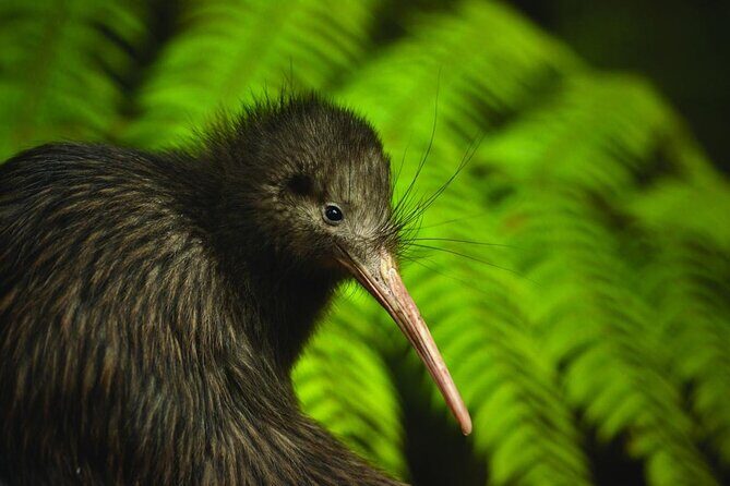 Twilight Wild Kiwi Bird Encounter Private Tour - Matakana Market Kitchen: dinner right on the Matakana River
