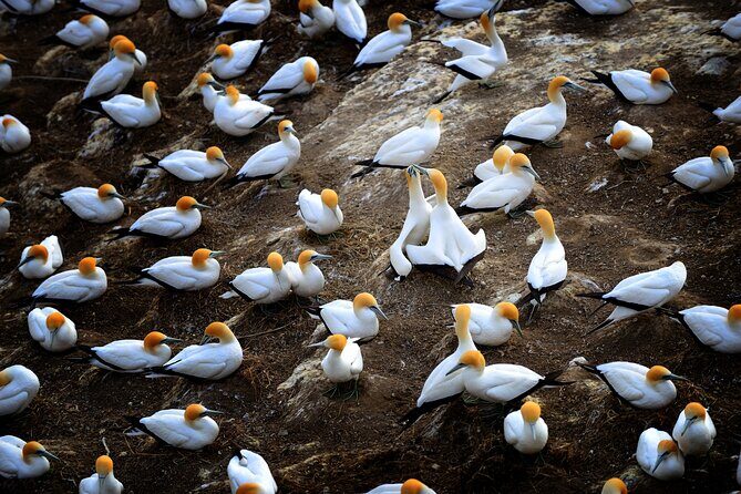 Ultimate Auckland Experience Full Day Tour with Brewery Lunch - Gannet Colony Clifftops: Seasonal, but Powerful