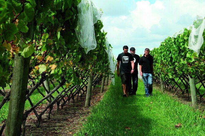Vineyards Honey and Black Sand Beaches from Auckland - Westbrook Winery in the Ararimu Valley: estate tastings with variety