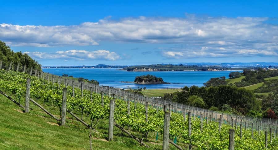 Waiheke Island: Afternoon Wine Tour with Oceanfront Lunch - How to Taste Smarter (Even if You’re Not a Wine Person)
