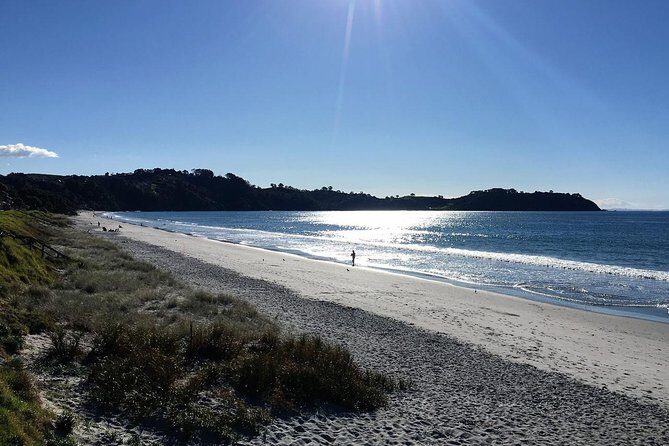 Waiheke Island Bush & Beach Walk - The hike itself: active, not strenuous, with native nature as the main show