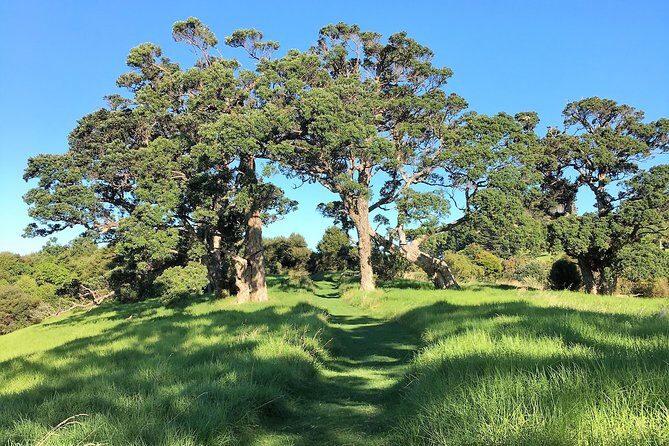 Waiheke Island Bush & Beach Walk - Lunch included: a practical break, not an afterthought