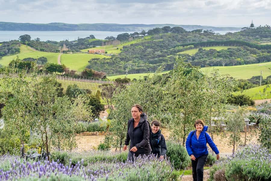 Waiheke Island: Premium Vineyard, Wine Tasting and Bush Walk - Why this Waiheke nature + vineyard route works in five hours