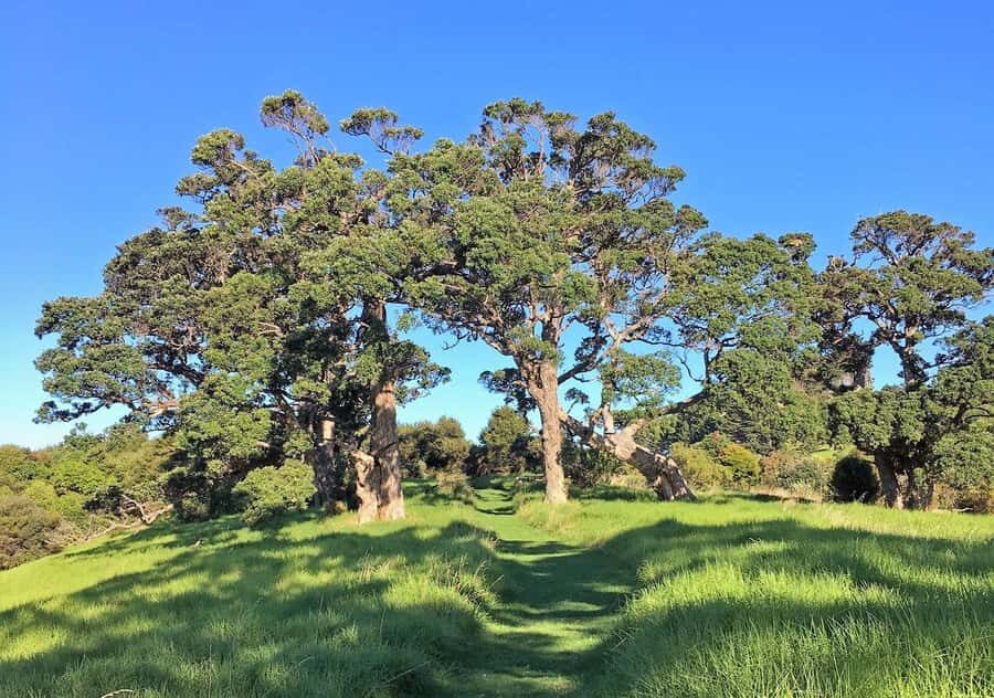 Waiheke Island: Premium Vineyard, Wine Tasting and Bush Walk - Views over the Hauraki Gulf: how the lookout moments pay off