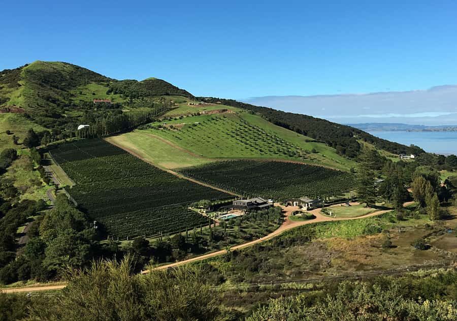 Waiheke Island: Premium Vineyard, Wine Tasting and Bush Walk - Mudbrick Vineyard and Cable Bay Vineyards: two tastings done the right way