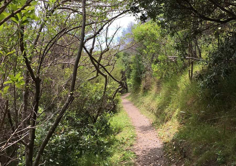 Waiheke Island: Premium Vineyard, Wine Tasting and Bush Walk - Who should book this Waiheke premium walk?