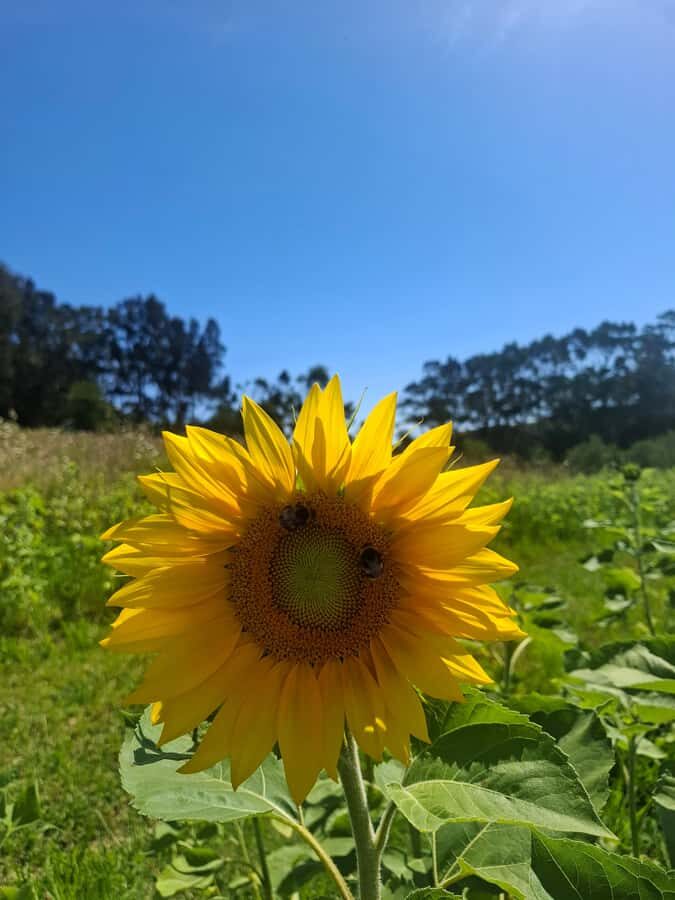 Waiheke Island: Sip and Savor 3 Vineyards Tour with Lunch - Oneroa stop: coffee, photos, and the island’s first impression