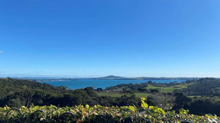 Waiheke Island: The Essence of Waiheke Wine Tour - Price and what you actually get for $164