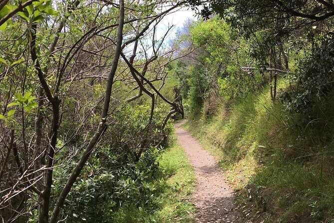 Waiheke Island Vineyards and Bush Walk - Waiheke Island on foot: what this walk is really like