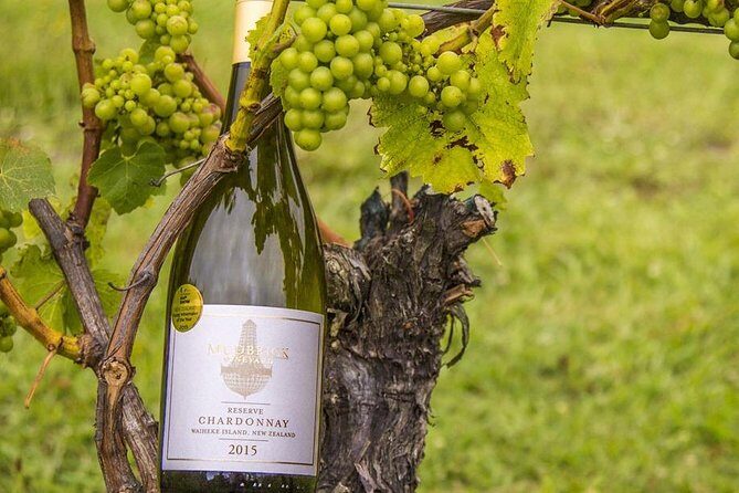 Waiheke Island Vineyards and Bush Walk - How the guide changes the hike: pace, points, and wildlife spotting