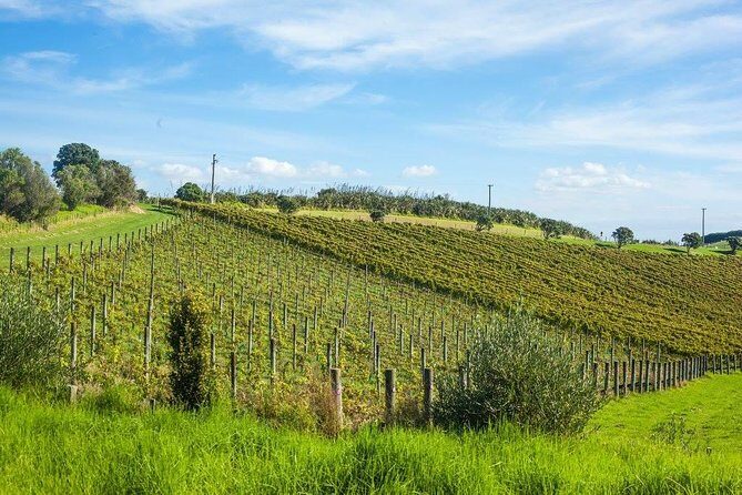 Waiheke island wine tours with Waitiki Tours - Price and Value: Does $155.28 Make Sense for a Waiheke Wine Day?