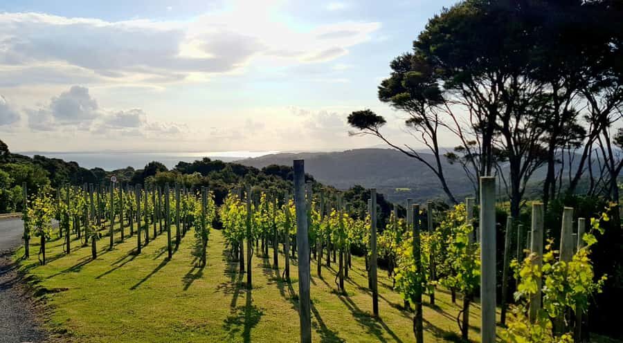 Waiheke: Scenic Taste and Graze Tour with Wine, Whisky, Beer - The drive through Waiheke villages: more than just transit