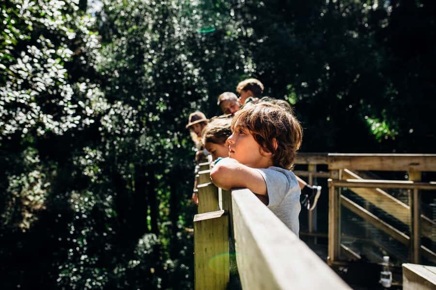 Waikato: Ancient Forest Guided Tour - Key things I think you’ll care about