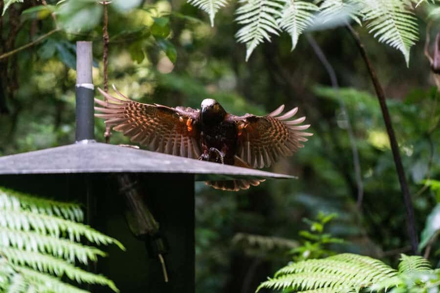 Waikato: Ancient Forest Guided Tour - Sanctuary Mountain Maungatautari: why the fence matters