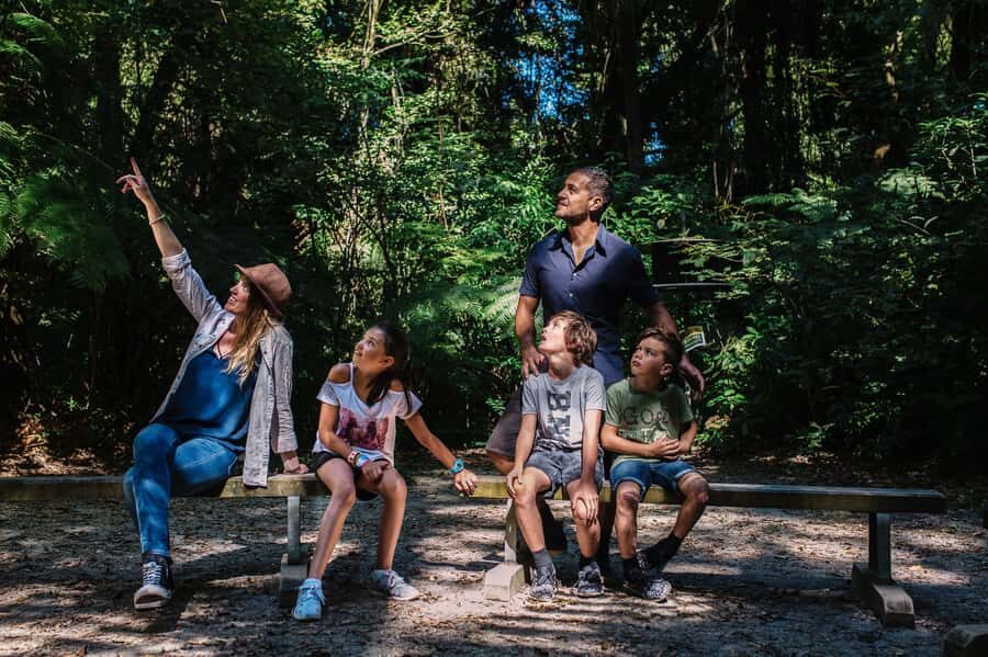 Waikato: Ancient Forest Guided Tour - Bird calls, clearings, and keeping your eyes up