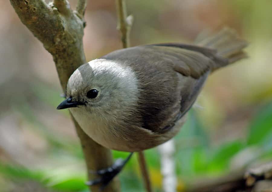 Waikato: Ancient Forest Guided Tour - Visitor Centre time: what to do with your included Day Pass