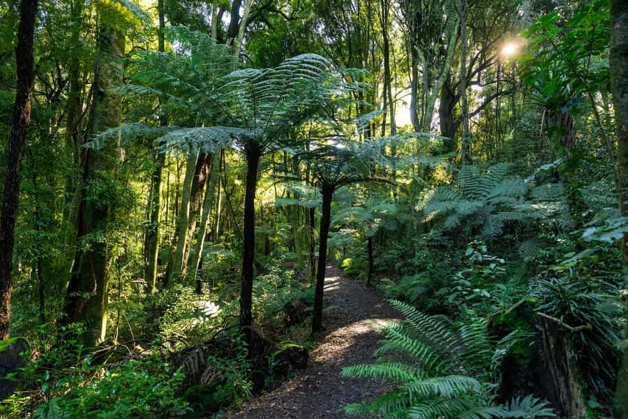 Waikato: Ancient Forest Guided Tour - Price and value: is $40 a fair deal?