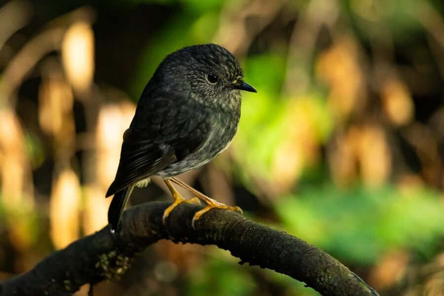 Waikato: Ancient Forest Guided Tour - Who this tour is for
