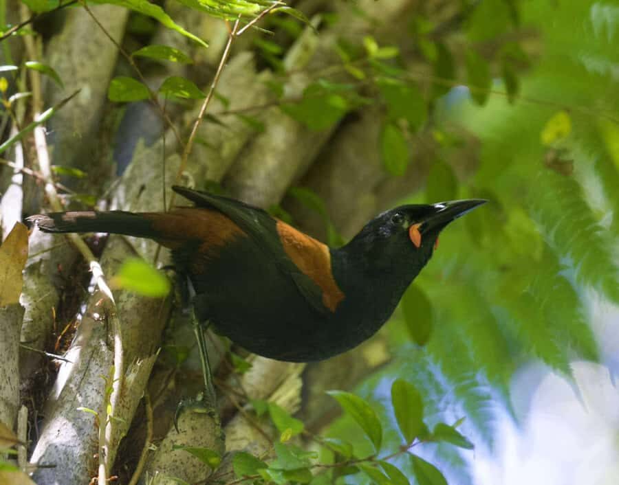 Waikato: Ancient Forest Guided Tour - Should you book Waikato: Ancient Forest Guided Tour?