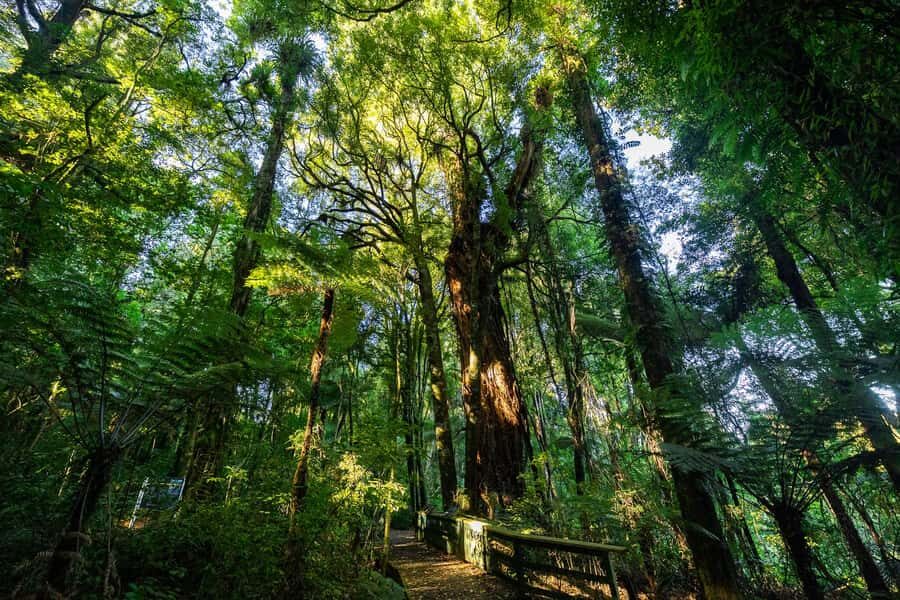 Waikato: Ancient Forest Guided Tour - Te Tū a Tane: a 90-minute walk you can actually enjoy
