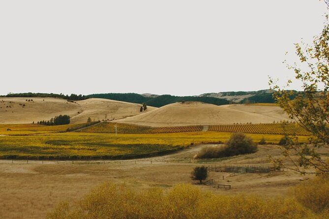 Waipara Valley Winery Tour Wine Tastings and Scenic Views - Waipara Valley Winery Tour: What the day is really like