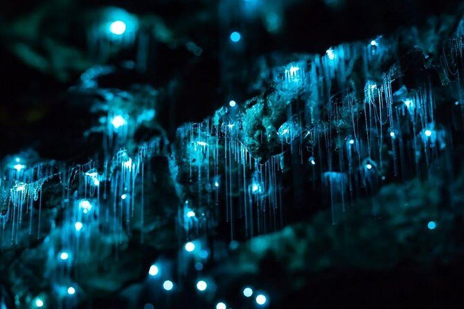 Waitomo Caves Private Tour from Auckland - Private day trips from Auckland: the pacing that keeps it enjoyable