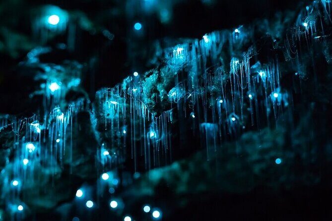 Waitomo Glow Worm Caves & Te Puia (Rotorua) Private Tour - Price and value: what $588.92 per person is buying