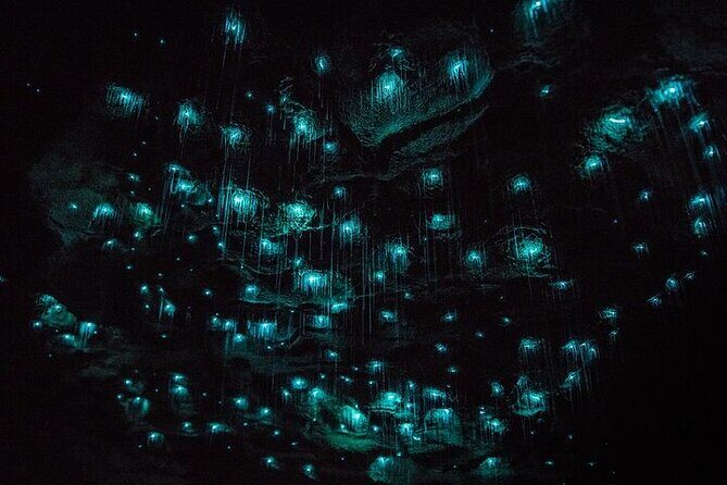Waitomo Glow Worm Caves & Te Puia - Rotorua's Geothermal Valley - Starting in Auckland at 6:00 am (and Why It’s Not Crazy)