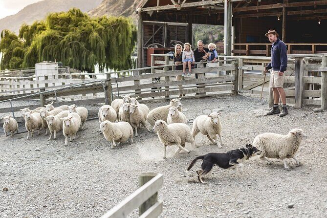 Walter Peak Gourmet BBQ Lunch & Queenstown Lake Cruise - Key Highlights You’ll Actually Care About