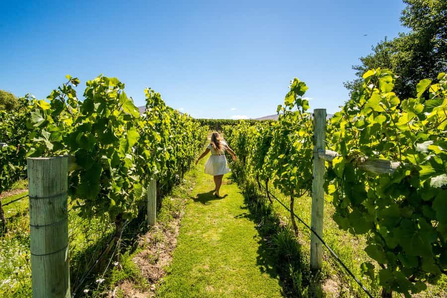 Wanaka: Afternoon Boutique Wine Tour - What you learn fast about Central Otago wine styles