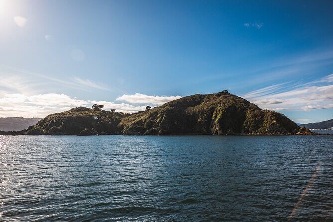 Wellington 90 minute Harbour Cruise - Price and value: what $42.82 buys you (and what it doesn’t)