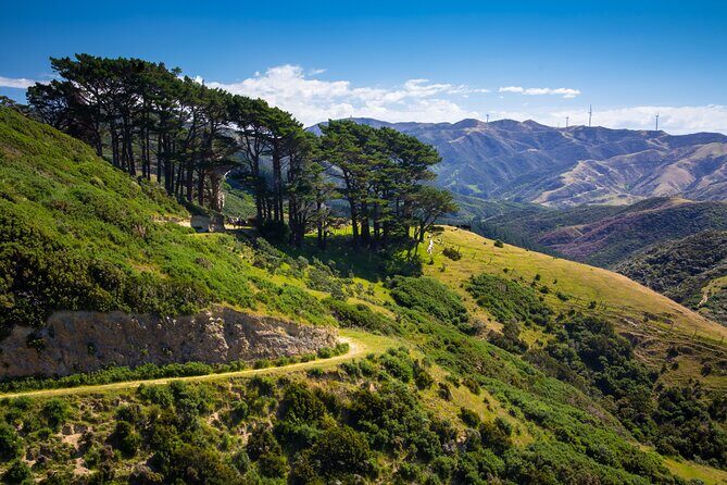 Wellington: Wild Skyline Guided Hiking Tour, Transfers + Lunch - Who This Hike Suits Best (and Who Should Rethink It)