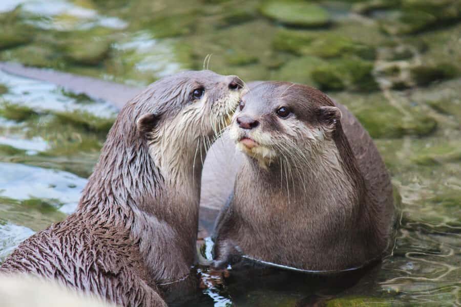Wellington Zoo General Entry Tickets - Key highlights to focus on