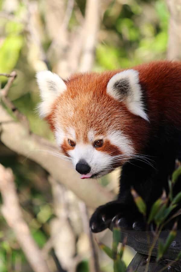 Wellington Zoo General Entry Tickets - Arriving at the main entrance: your day starts with a simple plan