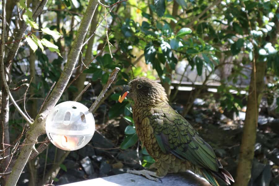 Wellington Zoo General Entry Tickets - Getting to Wellington Zoo in Newtown (200 Daniell Street)