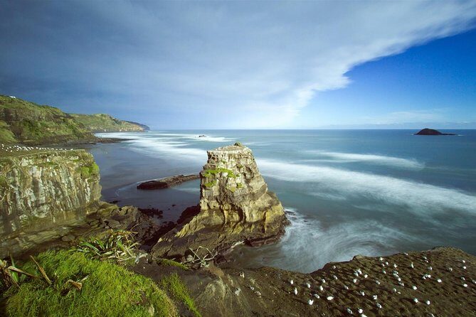 West Coast Discovery - Piha Beach or Muriwai Beach from Auckland - Rainforest time in the Waitakere Ranges: more than just a walk