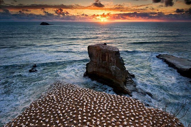 West Coast Discovery - Piha Beach or Muriwai Beach from Auckland - Choosing Piha Beach: black iron sand and iconic surf scenery