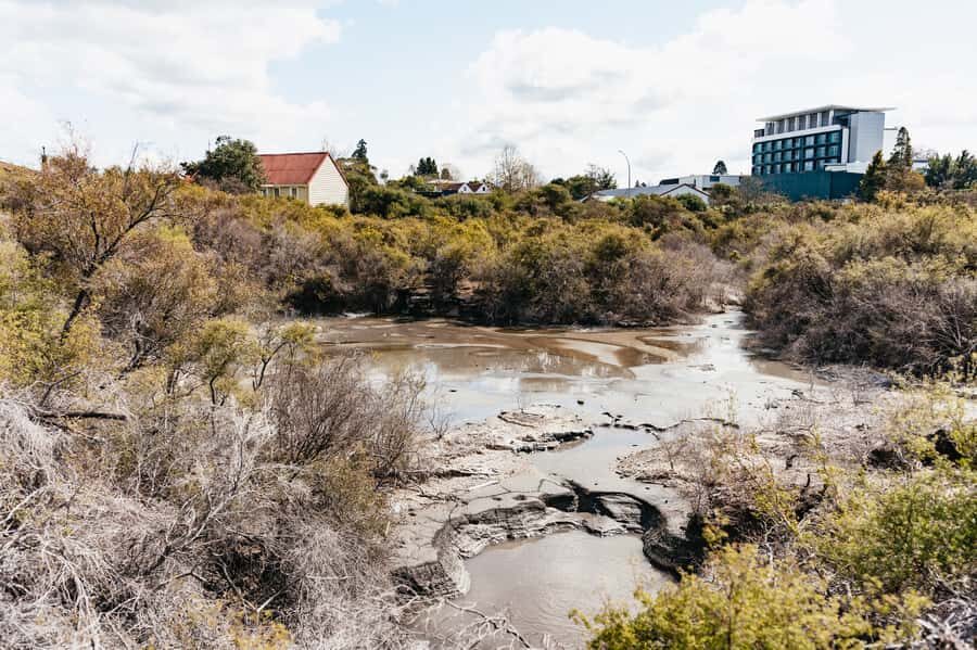 Whakarewarewa: Self-Guided Geothermal Trails - Manuka bush, ferns, and edible plants: nature you can actually notice