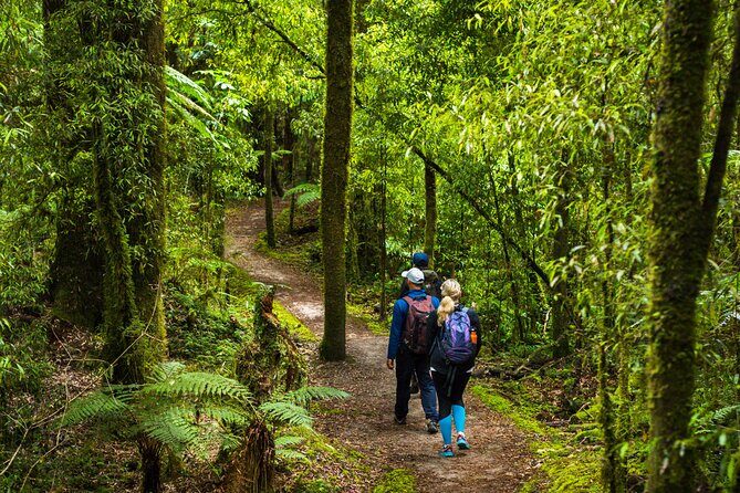Whirinaki Forest Footsteps: Māori Guided Tour, Picnic & Transfer - Forest bathing with Māori chants and music: the pause that changes the day