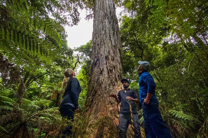 Whirinaki Forest Footsteps: Māori Guided Tour, Picnic & Transfer - Picnic lunch and Kawakawa tea: where the tour becomes a full day