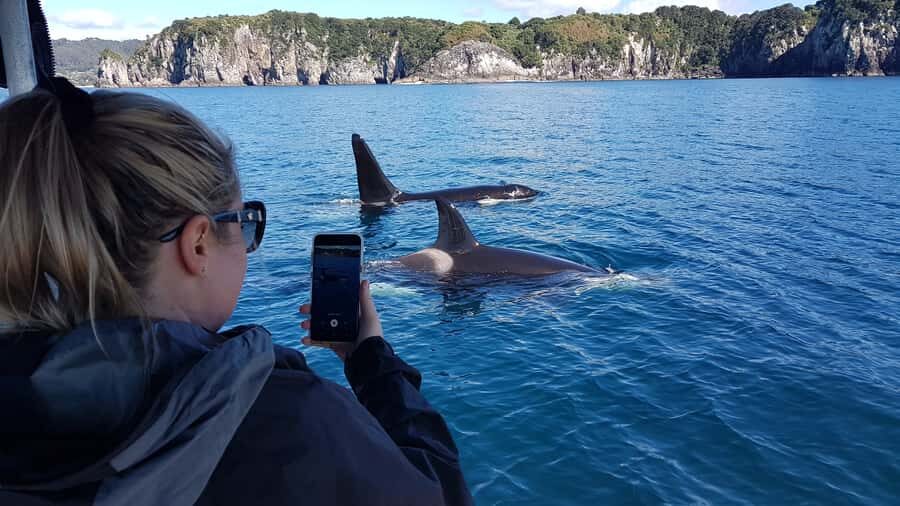 Whitianga: 2-Hour Cathedral Cove and Volcanic Coast Cruise - A 2-hour cruise on a purpose-built boat (comfort matters)