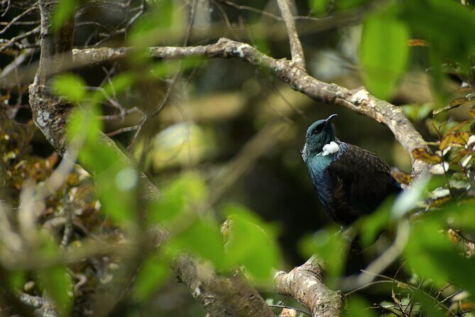 Wildlife and Penguin Tour - Key points at a glance