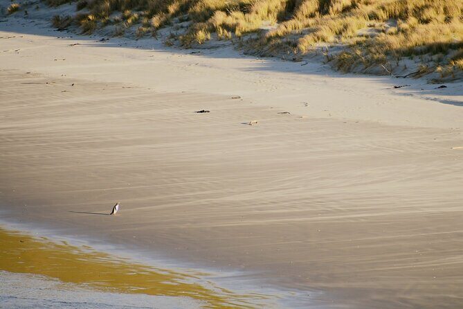 Wildlife and Penguin Tour - Why the Otago Peninsula is a smart place to hunt for hoiho