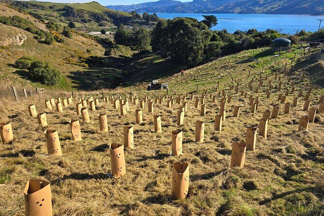 Wildlife and Penguin Tour - The nature walk in the reserve: about 2km of guided coastline wildlife time