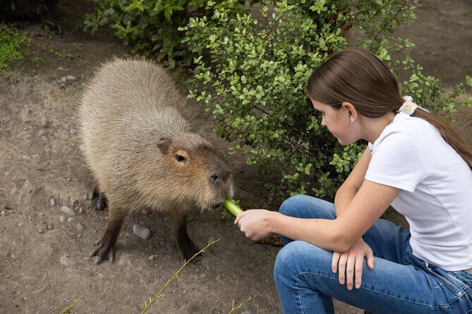 Willowbank Wildlife Reserve Day Entry - The cafe and store: don’t skip the break
