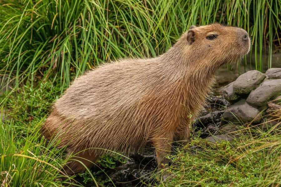 Willowbank Wildlife Reserve Day Entry Ticket - Key things you’ll notice right away