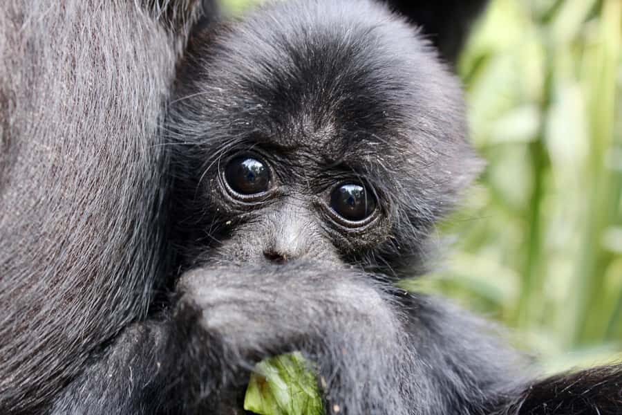 Willowbank Wildlife Reserve Day Entry Ticket - What the kiwi experience actually feels like