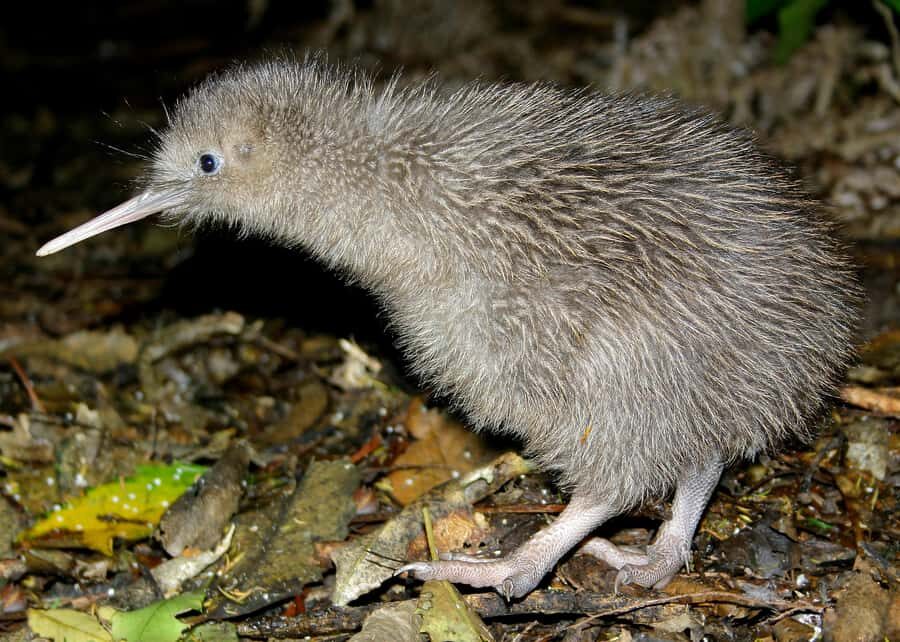 Willowbank Wildlife Reserve Day Entry Ticket - The farm walk and hand-feeding: fun, but do it thoughtfully