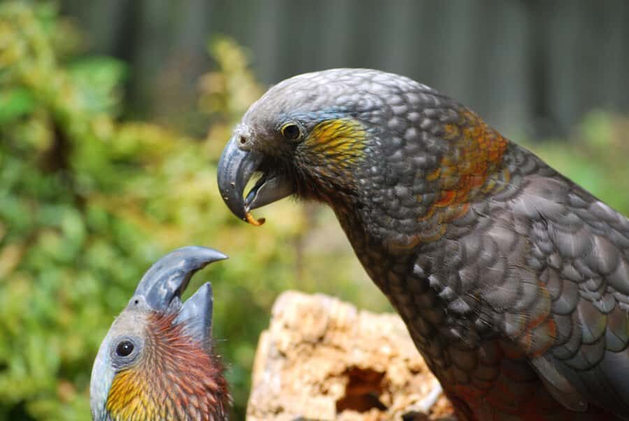 Willowbank Wildlife Reserve Day Entry Ticket - Cafe breaks, restrooms, and keeping the day comfortable