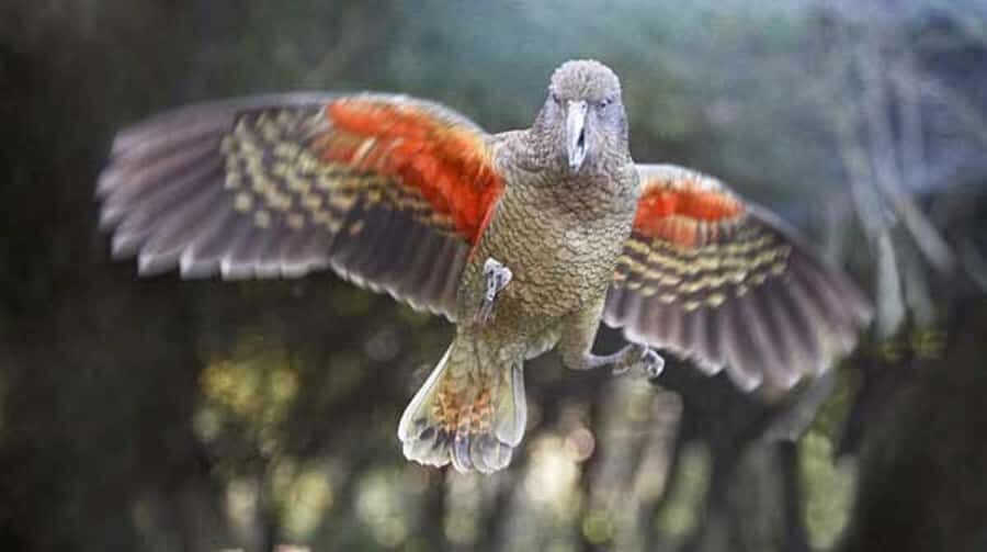 Willowbank Wildlife Reserve Day Entry Ticket - Who this ticket is best for (and who may want a different plan)